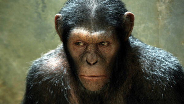 Planet of the Apes Ape-tastic Laughs: Unforgettable Comedy