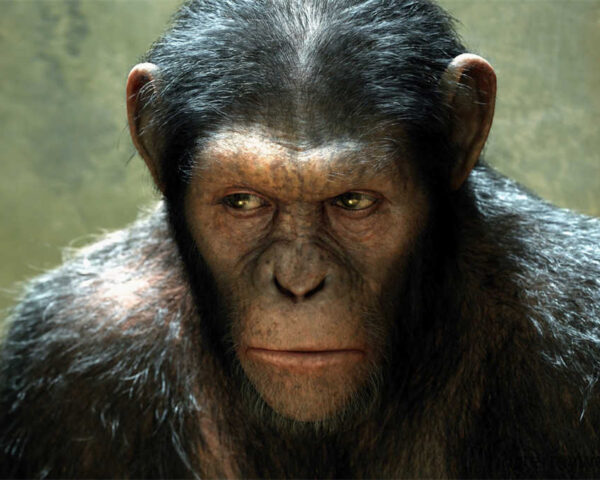 Planet of the Apes Ape-tastic Laughs: Unforgettable Comedy