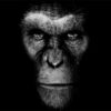 The Rise of Caesar: A Triumph in Planet of the Apes